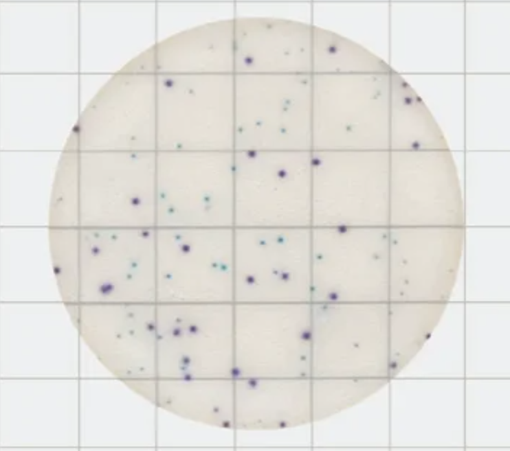 MicroFast Staphylococcus aureus Count Plate 