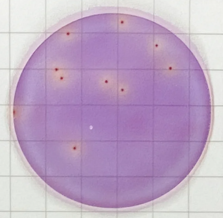 MicroFast Premium Enterobacteriaceae Count Plate